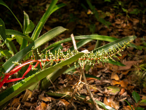 Young Bromelia pinguin Plant in Tikal, Guatemala