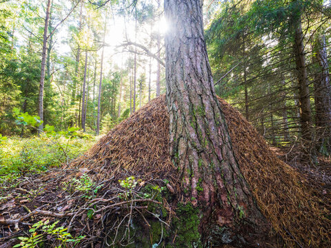 Conical anthill against base of pine tree in coniferous forest at sunny day
