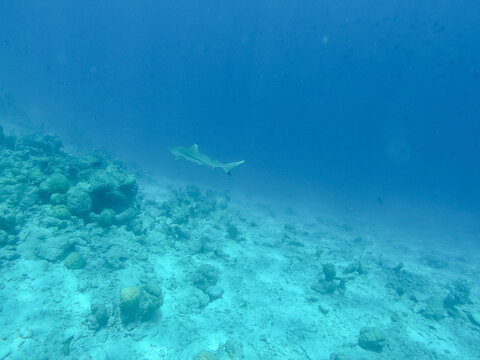 A shark swimming above coral reef marine life in the Maldives ocean
