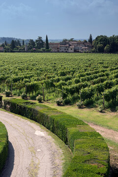 High angle view of curved gravel pathway with green hedges borders and lush vineyards at sunny day