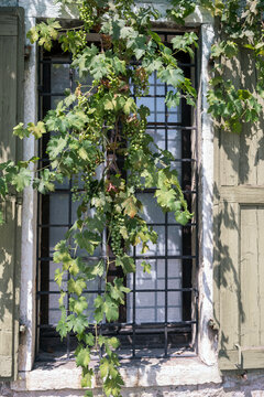 Grapevine hanging down near rustic window of house
