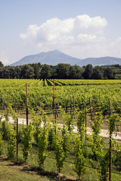 Tranquil scene of vineyards across vast landscape with distant mountains under cloudy sky