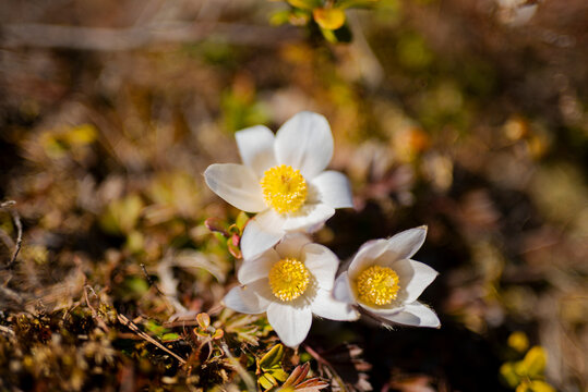 Close-up shot of of three wild flowers blooming in garden at sunny day