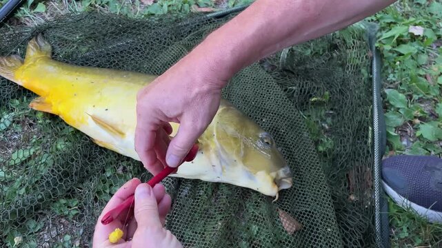 slow-motion video of freshly caught  fish being released using special device, catch and release. themes of wildlife care, sustainable and safe fishing practices, and active outdoor recreation 