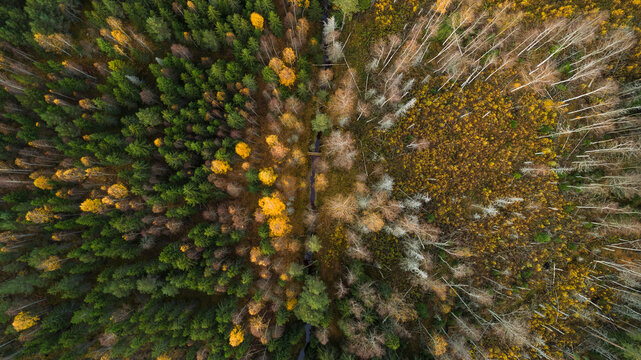 Directly above view of abundant deciduous trees in autumn forest