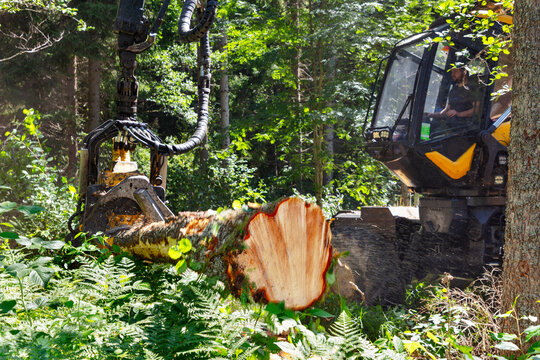 Male logger cutting tree trunk with feller buncher in forest