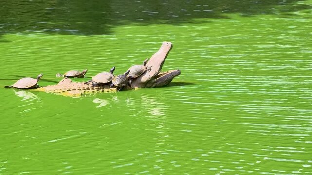 Turtles resting on a crocodile in a green pond