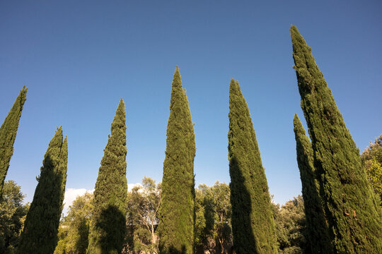 Low angle view of tall slender cypress trees under clear blue sky
