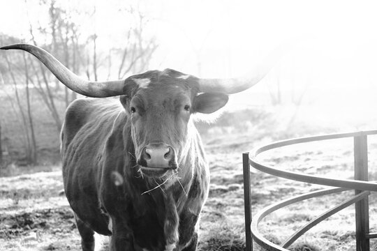 Texas Longhorn cow looking at the camera on a farm in black and white