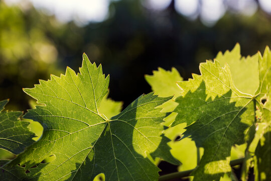 Close-up of sunlight shining on green grape leaves