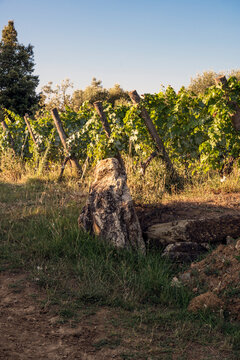 Weathered stone marker in grassy field before sunlit vineyard rows