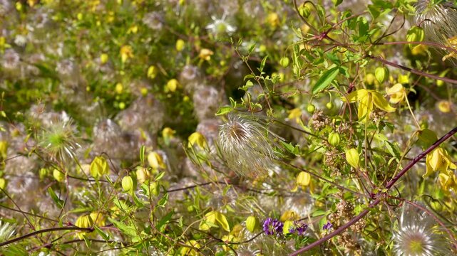 Close-Up of Tangled Yellow Clematis Vines with Silky Seed Heads (Clematis tangutica): A Stunning Nature Photograph of a Summer Garden in Full Bloom with Soft Natural Ligh