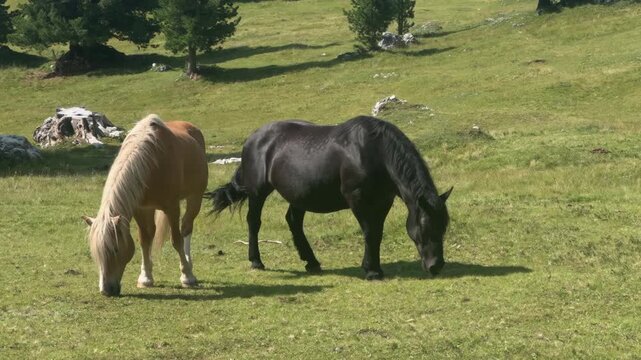 Grazing horses on vibrant green pasture on alpine meadow, Italian Alps.