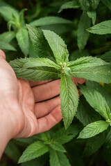 Peppermint herb growing outdoors © Yuliia Kosmeniuk