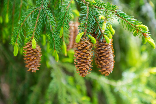 Pine cones hanging on tree branch in forest