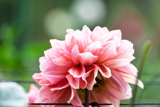 Close up of blooming pink dahlia flower with soft focus green bokeh background and copy space in autumn garden