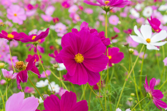 Close up of vibrant magenta pink cosmos flower blooming in autumn field with colorful blurred floral background