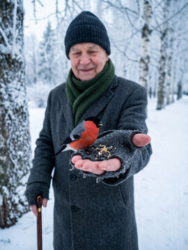 Elderly man feeding bullfinch bird from hand in snowy winter park. Caring for wildlife and human kindness concept. Compassionate senior enjoying nature connection