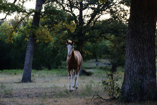 Bald face colt horse walking through a wooded pasture