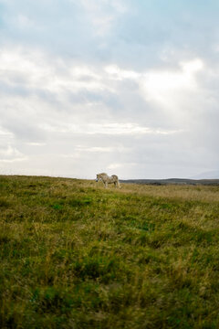 A white horse grazing in a grassy field under cloudy sky