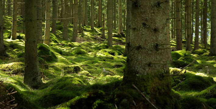 Moss covered landscape with thorny trees in forest