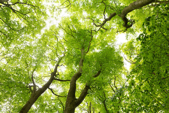 Low angle view of trees in tranquil forest