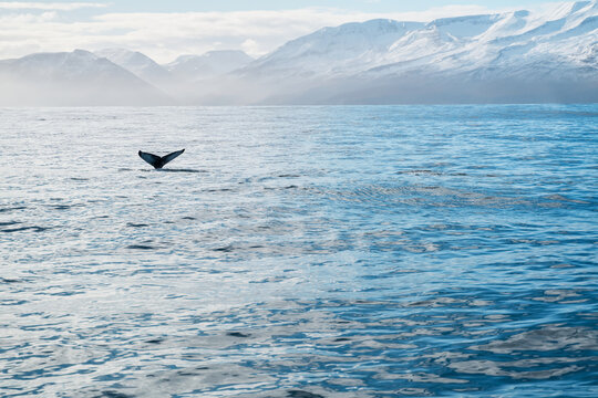 A whale dives showing its tail