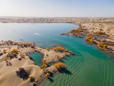 Aerial View of Desert Lake and Populus Euphratica Forest in Tarim River Basin, Yuli, Xinjiang, China