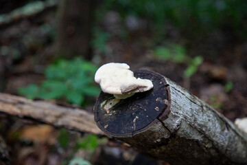 mushroom on a tree © klevith