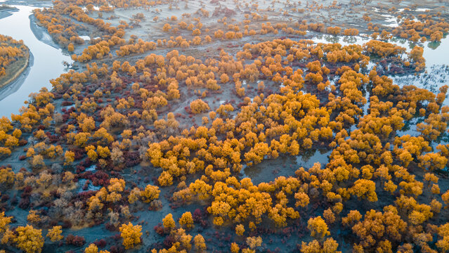Aerial View of Taklamakan Desert and Tarim River Populus Euphratica Forest in Autumn, Yuli, Xinjiang, China