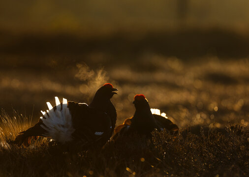 Silhouette of black grouse birds displaying feathers at dawn