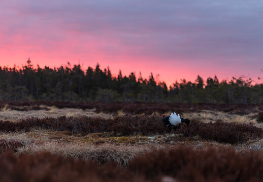 Distant view of black grouse bird walking in open grass field against sky at dusk