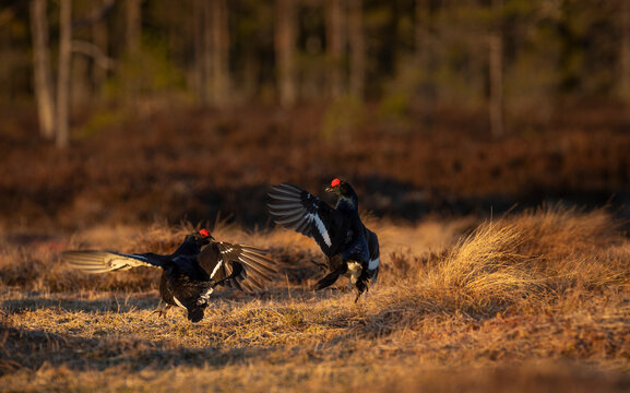 Two black grouse birds fighting in dry field during spring
