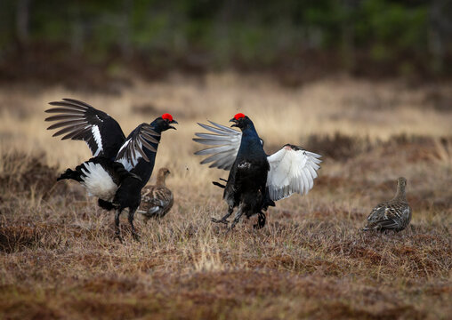 Two wild black grouse birds fighting for territory in grass field