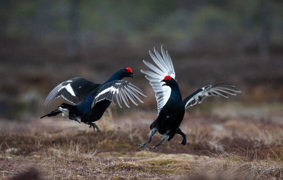 Two black grouse birds with red crests attacking each other in nature