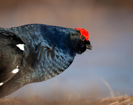 Close-up shot of male black grouse with bright red crest
