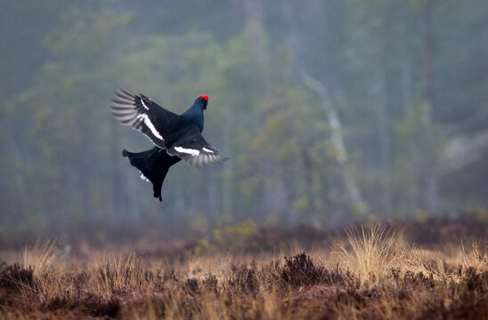 Motion shot of black grouse bird flying mid-air over grassy field