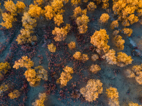 Aerial View of Taklamakan Desert and Tarim River Populus Euphratica Forest in Autumn, Yuli, Xinjiang, China