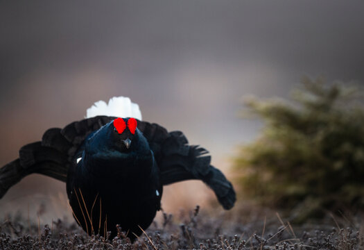Close-up shot of beautiful black grouse bird with red crest