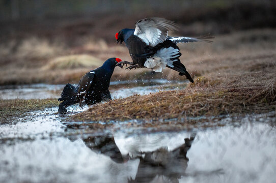 Aggressive grouse birds fighting near water puddle in grass field