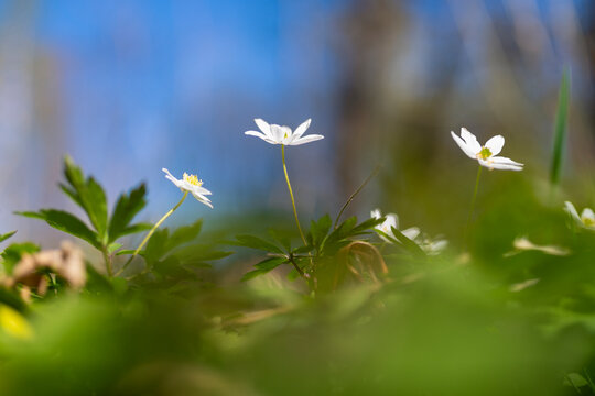 Close-up shot of small white flowers blooming in garden