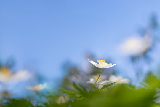 Close-up shot of beautiful white flower blooming in garden