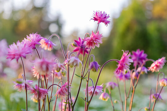 Delicate pink columbines blooming in garden