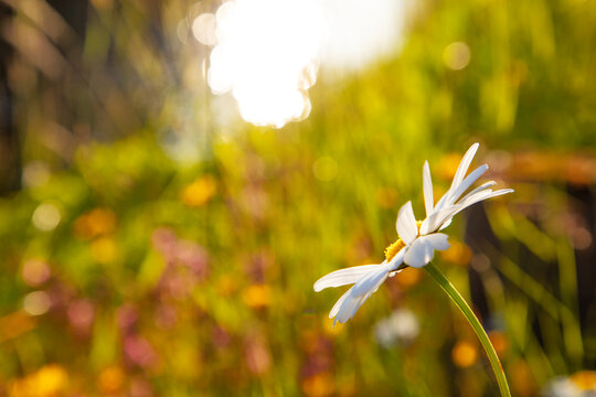Close-up of single oxeye daisy in sunny garden