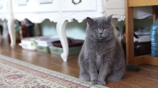 Chihuahua dog and grey cat facing each other in elegant home interior, pets relationship concept