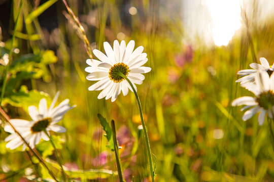 Close-up of oxeye daisies in sunny garden