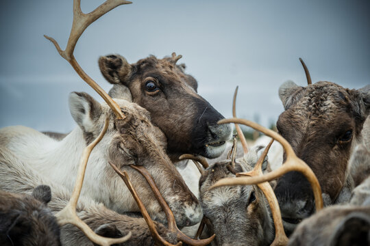 Tightly packed reindeer huddle closely together under overcast sky
