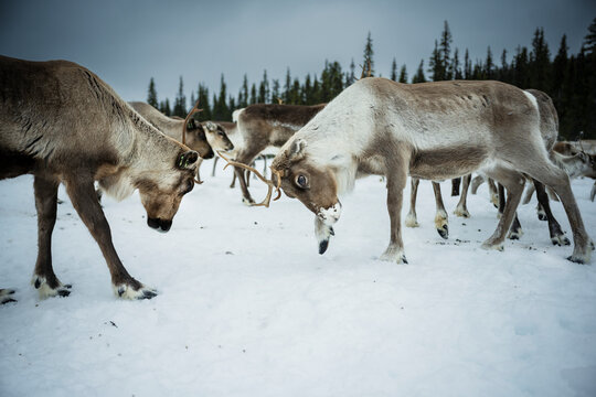 Two young reindeer engaging in sparring on snow covered ground during winter