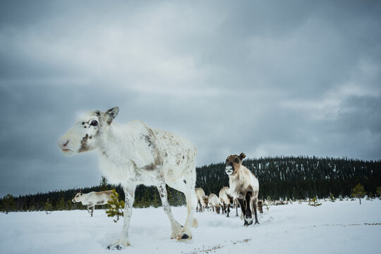 White reindeer calf walking with herd across winter landscape under cloudy sky
