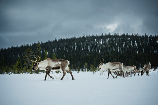 Reindeers herding on snow covered landscape against trees under overcast sky